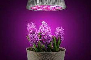 Как использовать фито-освещение для стимуляции цветения и плодоношения растений