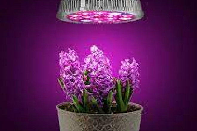 Як використовувати фіто-освітлення для стимуляції цвітіння та плодоношення рослин