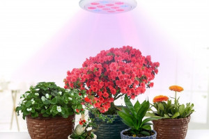 Как выбрать идеальное фитоосвещение для ваших комнатных растений