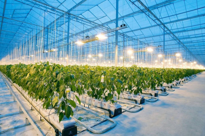 Освещение для растений: Понимание спектра и ФАР для успешного роста и развития