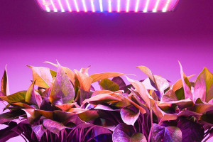 Как правильно расставить светильники с фито-освещением для равномерного освещения всех растений