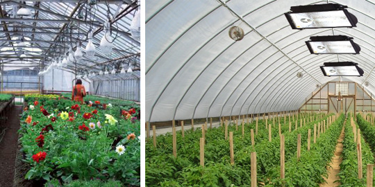 Как обеспечить поддержку роста растений в закрытом помещении с помощью фито-освещения
