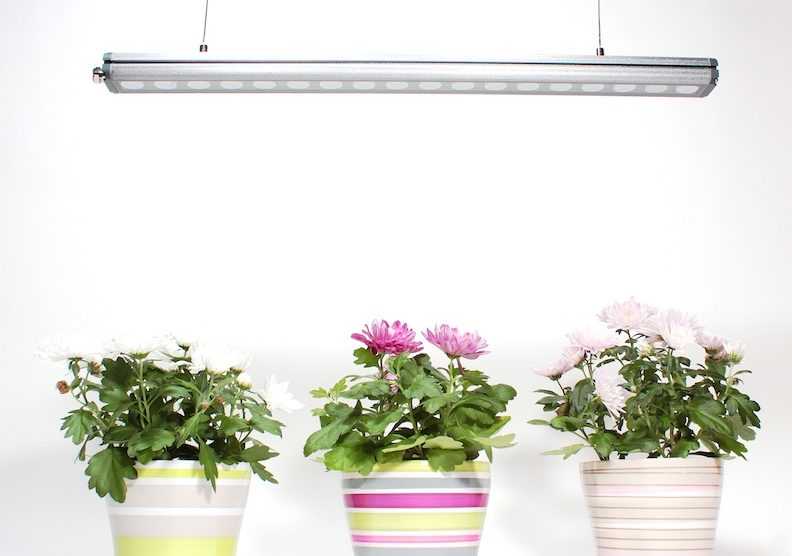 Как выбрать оптимальное освещение для вашего домашнего сада?